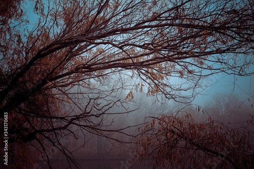 Fog in natural autumn forest on rainy day, foggy woods landscape.
