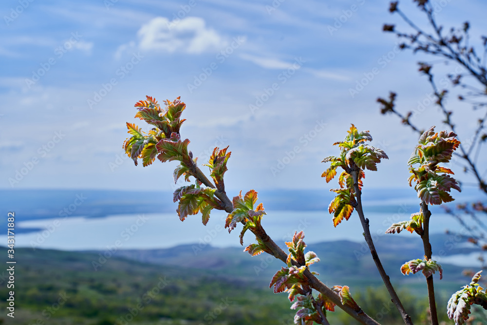 blooming tree on the background of a lake in the North Caucasus Russia blooming tree on the background of a lake in the North Caucasus Russia
