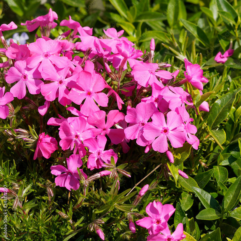 (Phlox subulata) Phlox rampant formant un élégant tapis de fleurs étoilées rose tubulaires au feuillage ciliées vert tendre au printemps (Phlox subulata) Phlox rampant formant un élégant tapis de fleurs étoilées rose tubulaires au feuillage ciliées vert tendre au printemps