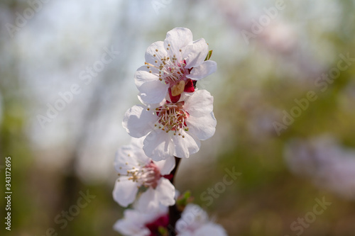 Obraz na plátně A twig of cherry blossoms. A close-up.