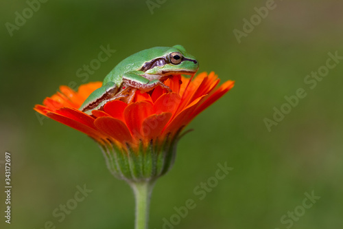 frog on a flower