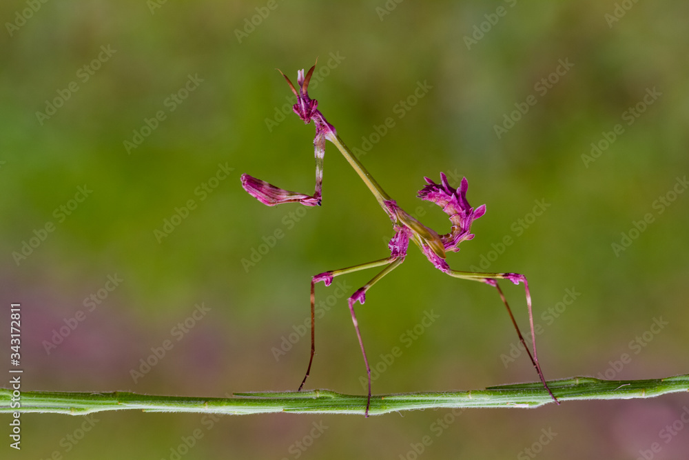 pink mantis pink mantis