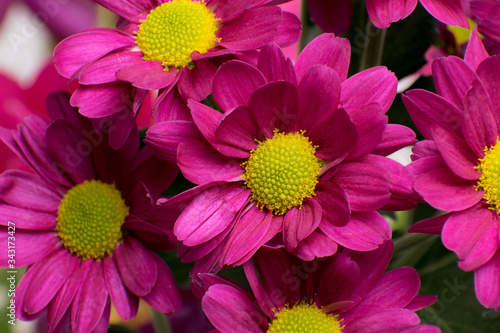 Chrysanthemum flowers close up.Pink Chrysanthemums.Floral background.