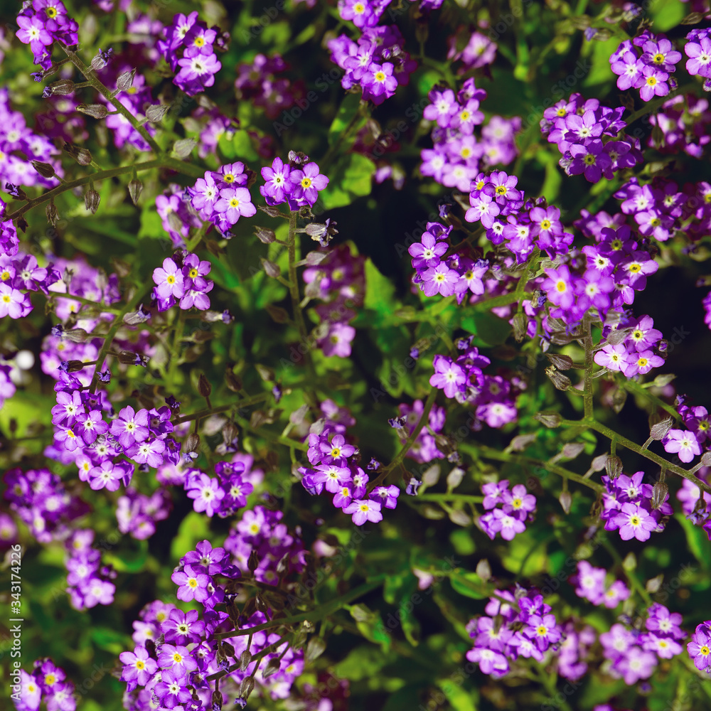 Fototapeta premium Fashion aesthetics wallpaper. Purple wild Flowers background
