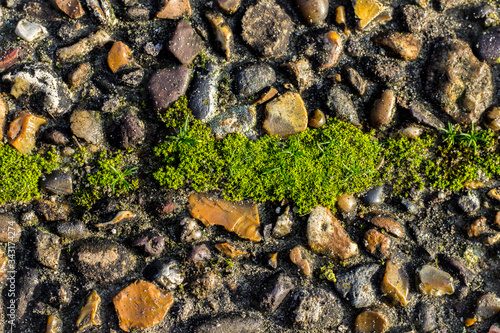 green moss on stone