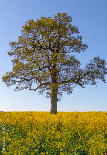 Oak tree in rapeseed field