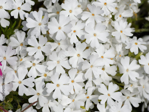 Phlox subulata | Phlox rampant ou phlox subulé aux abondantes fleurs à pétales cordiformes, veinés de couleur blanche photo