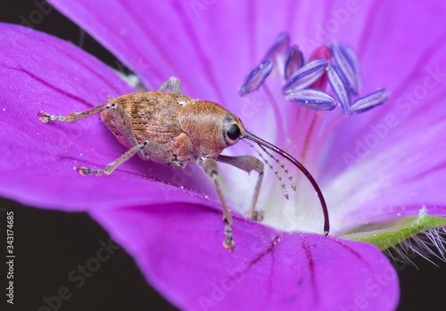 Photography Female of acorn weevil (Curculio glandium)