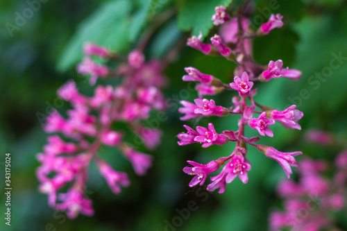 pink flowers in the garden