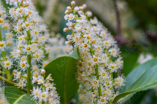wild flowers in spring