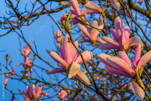 pink magnolia flower