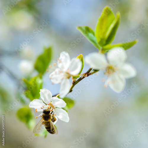 Spring green tree bloom and bee