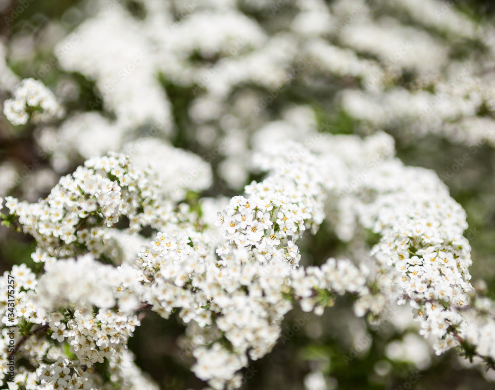 White Spiraea (meadowsweet) flowers White Spiraea (meadowsweet) flowers