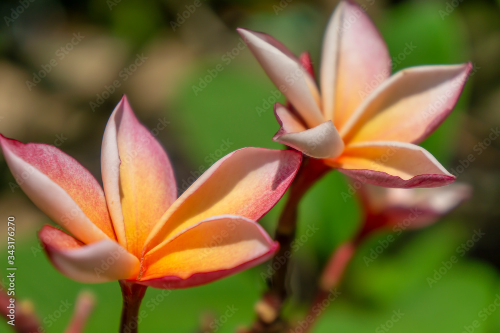 Orange plumeria flowers with natural blurred background Orange plumeria flowers with natural blurred background