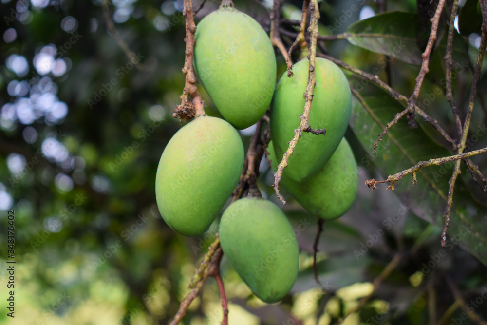 Many green colored mango fruit hanging from a big mango tree in the wild nature Many green colored mango fruit hanging from a big mango tree in the wild nature