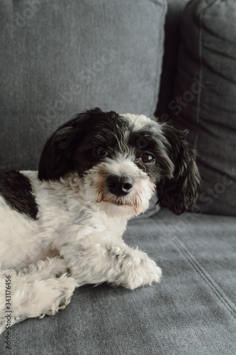 Cute black and white puppy portrait looking into the camera while laying on a couch