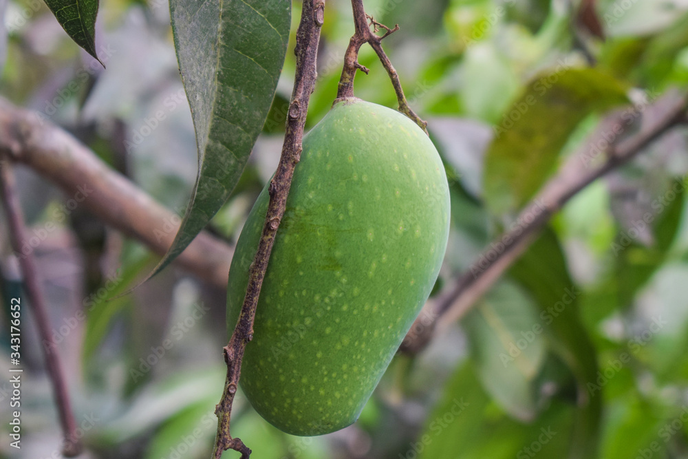 One green colored mango fruit hanging from a big mango tree in the wild nature One green colored mango fruit hanging from a big mango tree in the wild nature