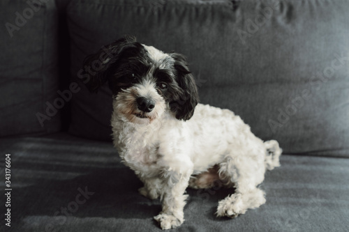portrait of a cute black and white puppy looking into the camera Sitting on a grey sofa 