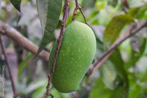 One green colored mango fruit hanging from a big mango tree in the wild nature
