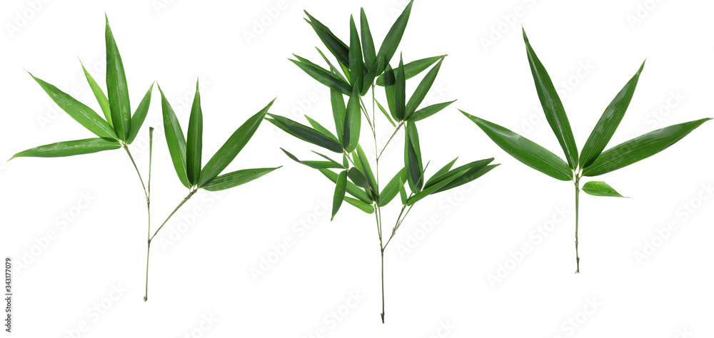 Bamboo leaf isolated on white background, Bamboo leaf texture as background or wallpaper, Chinese bamboo leaf, Bamboo leaf isolated on white background, Bamboo leaf texture as background or wallpaper, Chinese bamboo leaf,