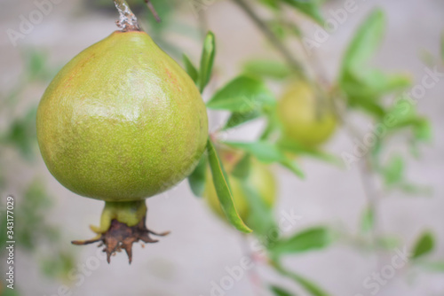 One pomegranate fruit hanging from a pomegranate tree,,looking very healthy