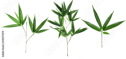 Fototapeta Naklejka Na Ścianę i Meble -  Bamboo leaf isolated on white background, Bamboo leaf texture as background or wallpaper, Chinese bamboo leaf,