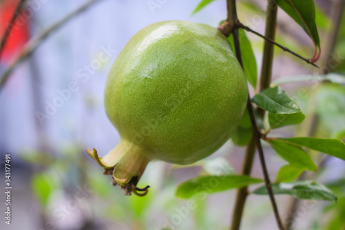 Pomegranate fruit hanging from a pomegranate tree,,looking very healthy