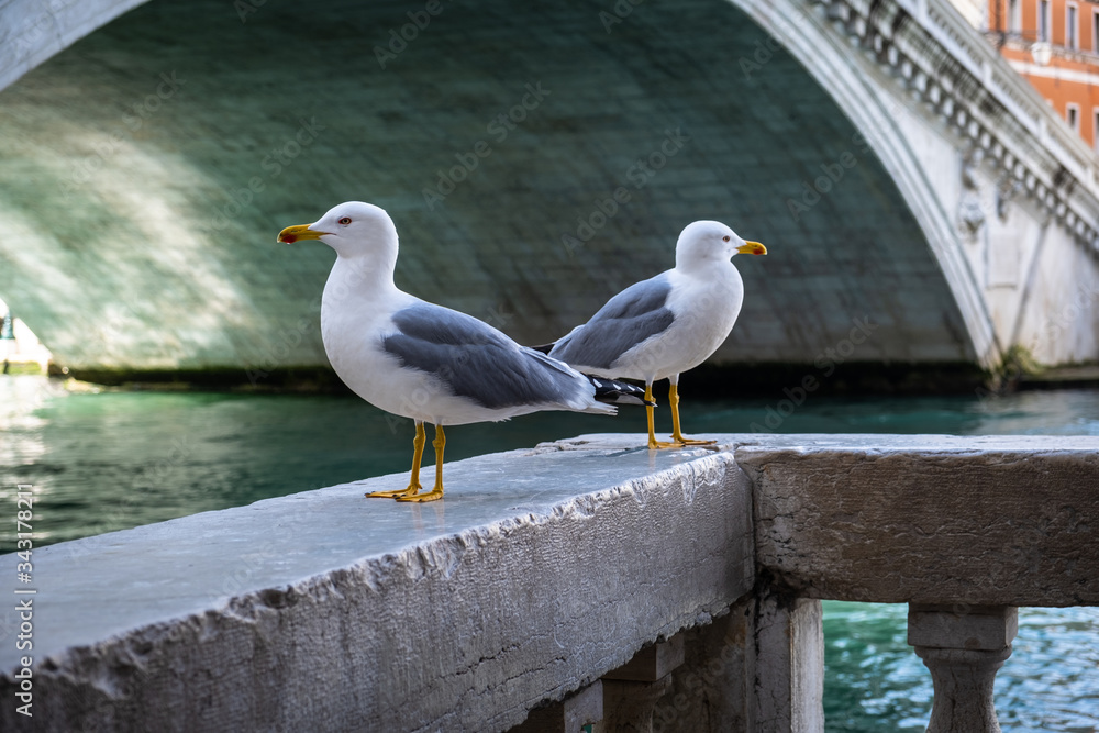 Gabbiani in posa a Venezia