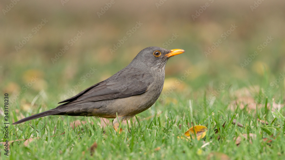 Thrush & Berries Thrush & Berries