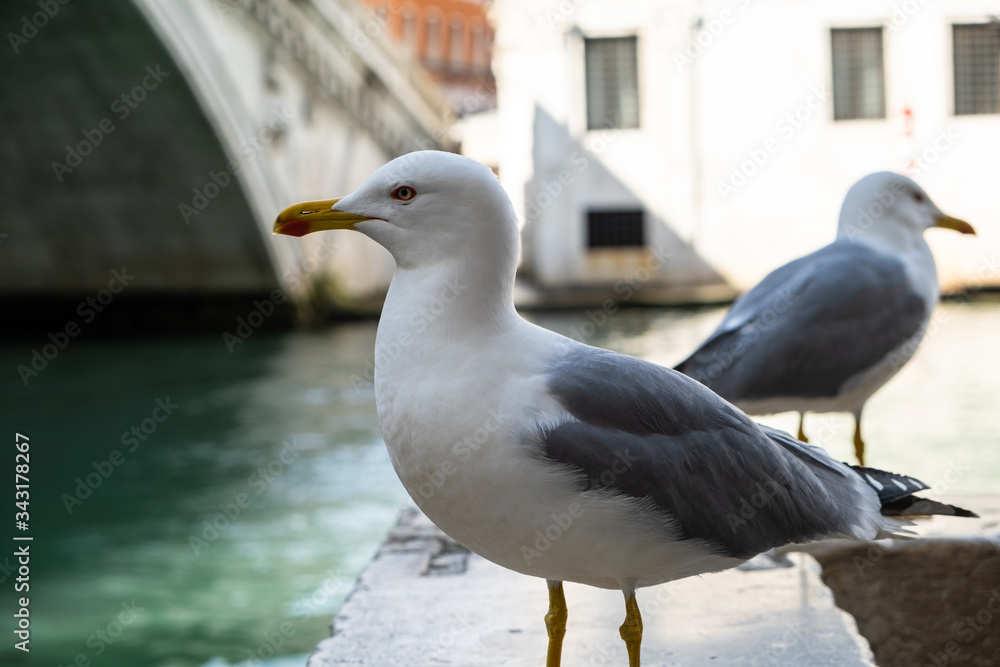 Obraz premium Gabbiani in posa a Venezia