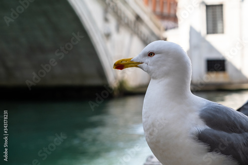 Obraz na płótnie Gabbiani in posa a Venezia w salonie