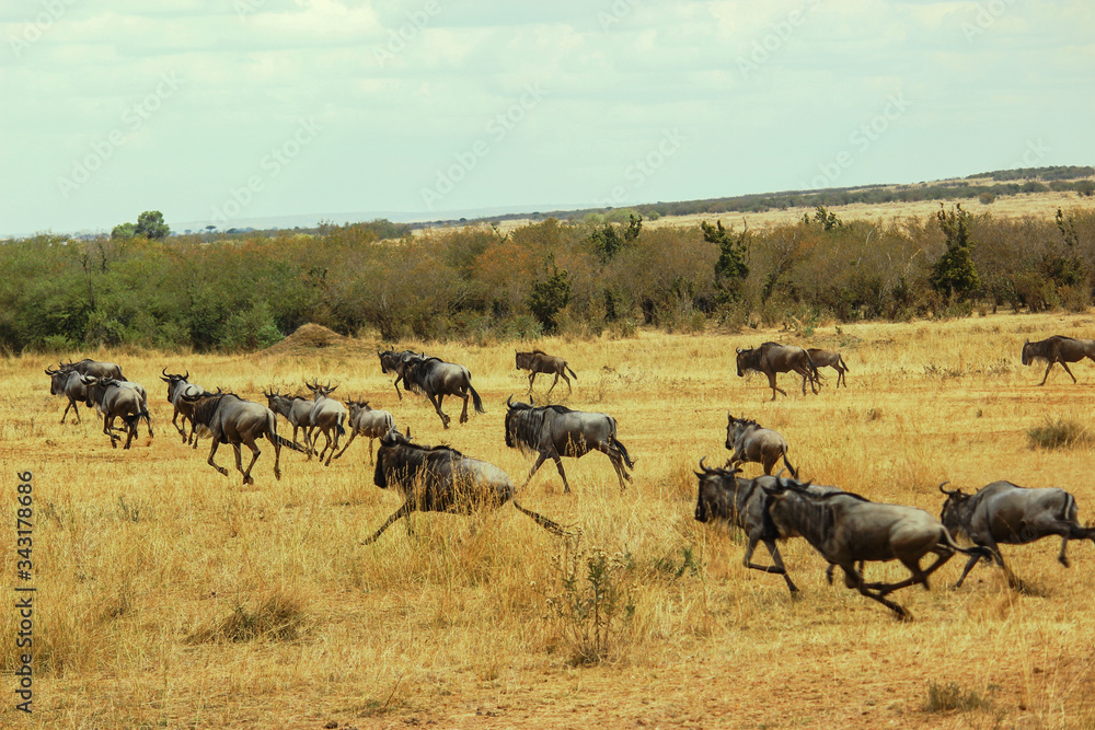 Wildebeest herd migrating to a safe place into the savannah at Maasai Mara National Reserve, Kenya. September 2, 2013 Wildebeest herd migrating to a safe place into the savannah at Maasai Mara National Reserve, Kenya. September 2, 2013