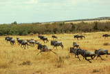 Wildebeest herd migrating to a safe place into the savannah at Maasai Mara National Reserve, Kenya. September 2, 2013