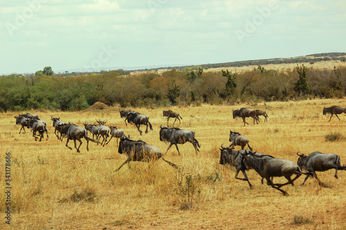 Wildebeest herd migrating to a safe place into the savannah at Maasai Mara National Reserve  Kenya. September 2  2013