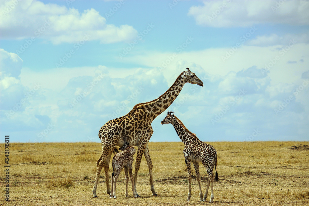 Giraffe cubs playing with their mom. A big family having fun into the savannah at Maasai Mara, 2th September 2013 Giraffe cubs playing with their mom. A big family having fun into the savannah at Maasai Mara, 2th September 2013