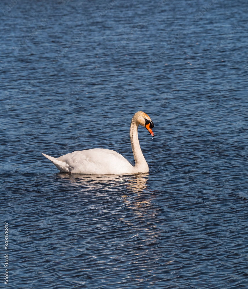 mute swan, Cygnus olor with copy space mute swan, Cygnus olor with copy space