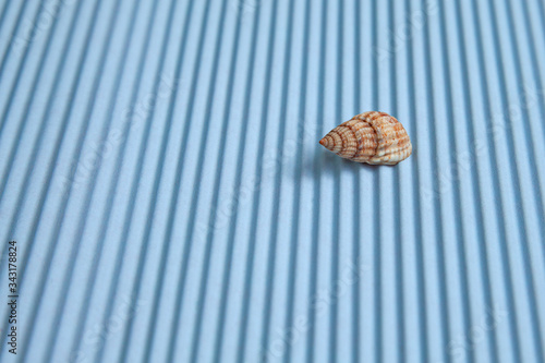 One summer sea shell on a blue background, perspective image.