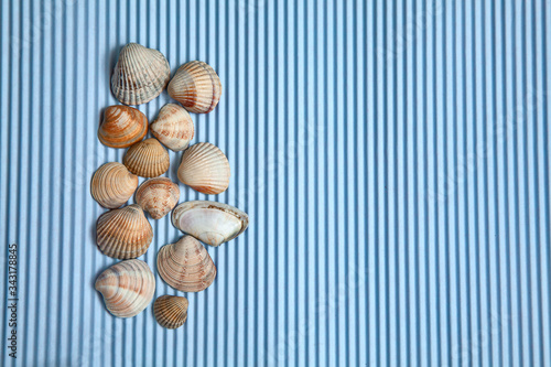 Summer sea shells on a blue background, top view