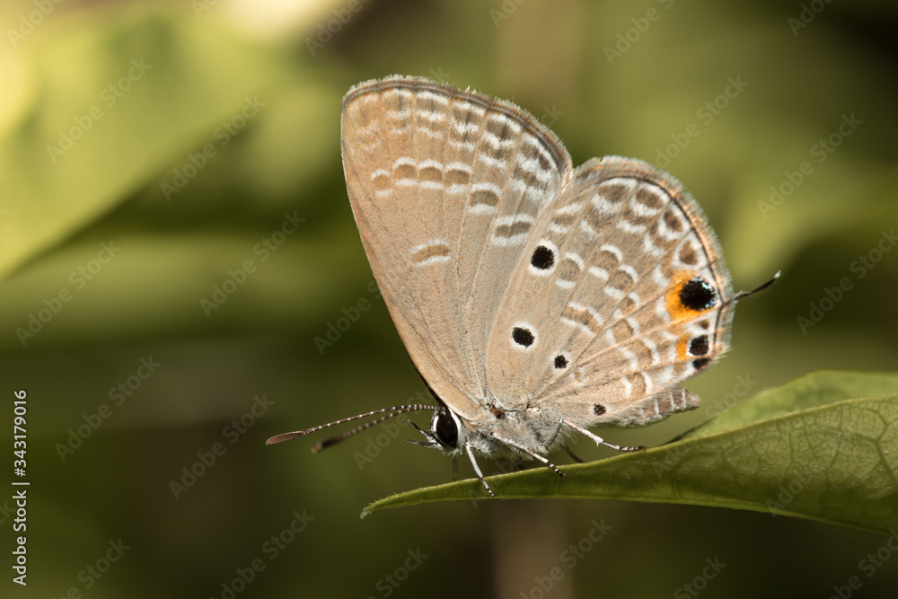 Obraz premium Little butterfly