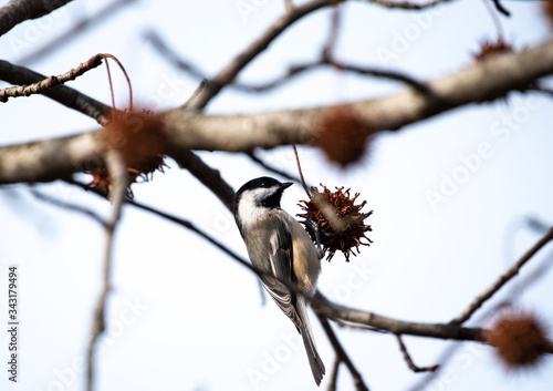 Black Capped Chickadee