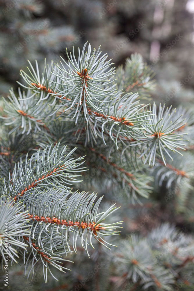 Branches of the Colorado blue spruce