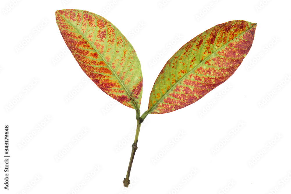 An old half-dried leaf lay on white background