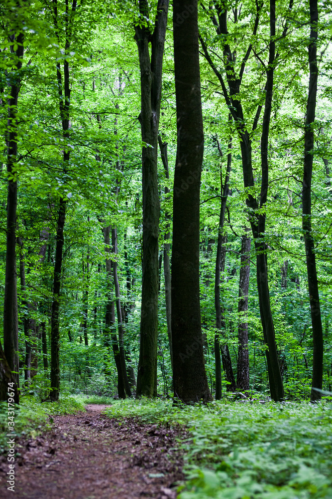 The path in a green summer forest