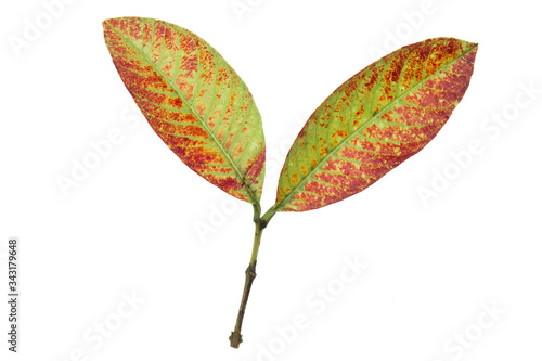 Obraz na płótnie An old half-dried leaf lay on white background w salonie