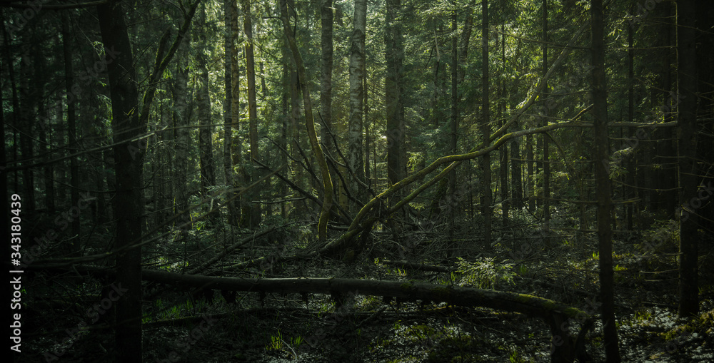 Obraz premium beautiful spring forest at sunset