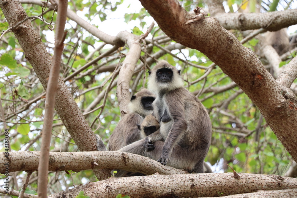 Langur Gris Nature Sri Lanka