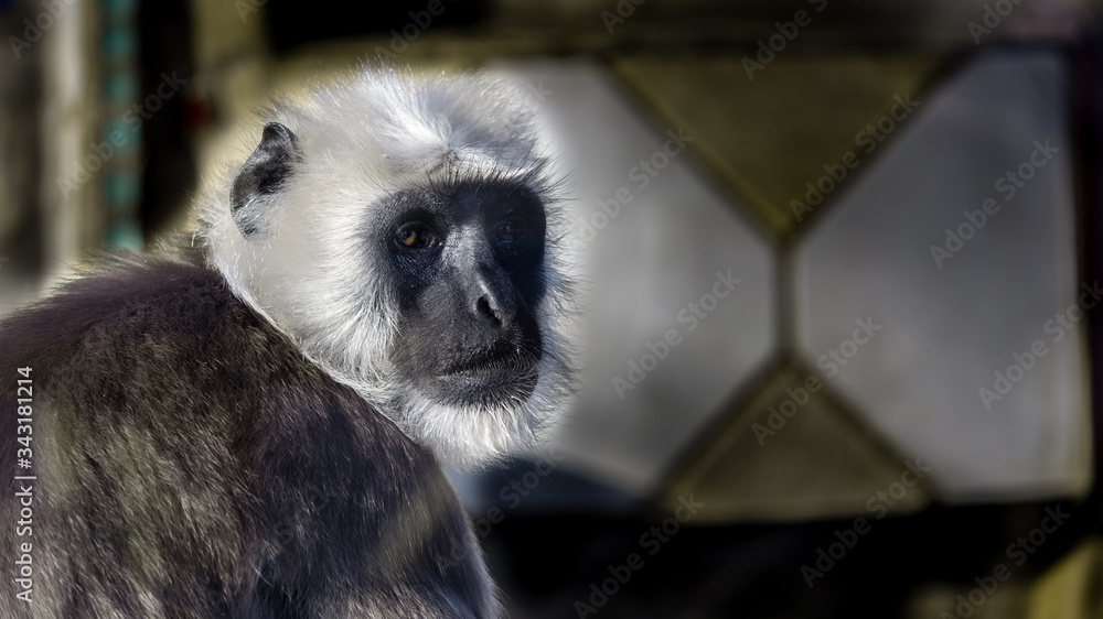 Obraz premium Colobus Monkey...
