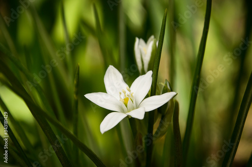 White spring flower named garden star-of-Bethlehem  Ornithogalum umbellatum   grass lily  nap-at-noon  or eleven-o clock lady  shallow depth of field
