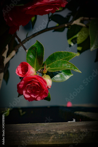 red rose on black background