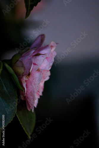 camellia rose